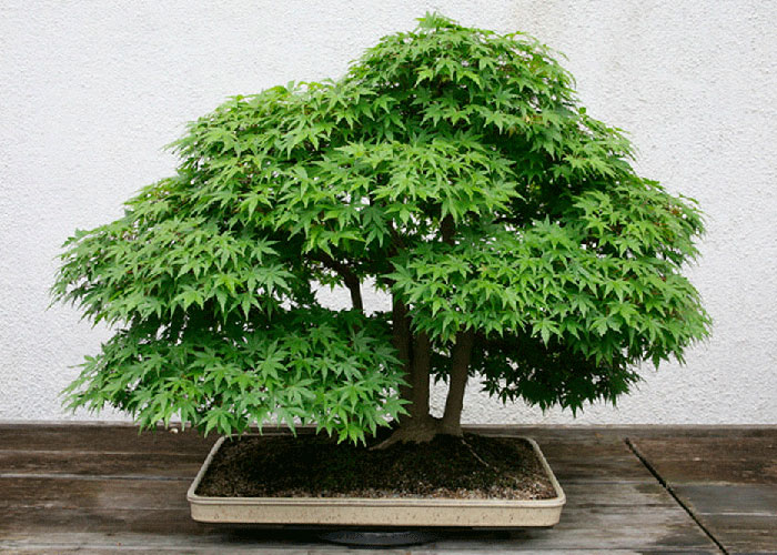 Planta madre del tipo bonsai