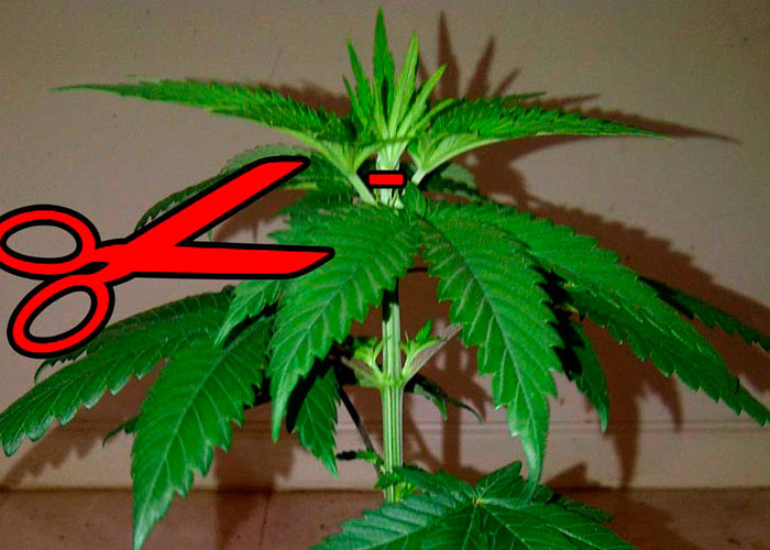Poda de la punta de la semilla de marihuana