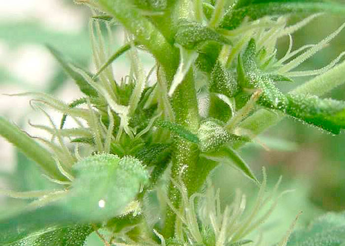 Biología de la flor de cannabis