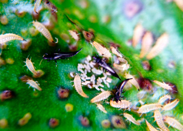 Enciclopedia de los insectos dañinos para la plantas 2