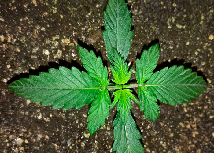 Suelo para el cultivo de cannabis