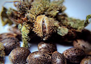 Preparación antes de la siembra de las semillas de cannabis