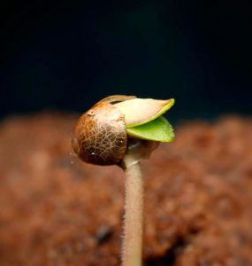 ¿Cómo plantar correctamente semillas de cannabis en interior?