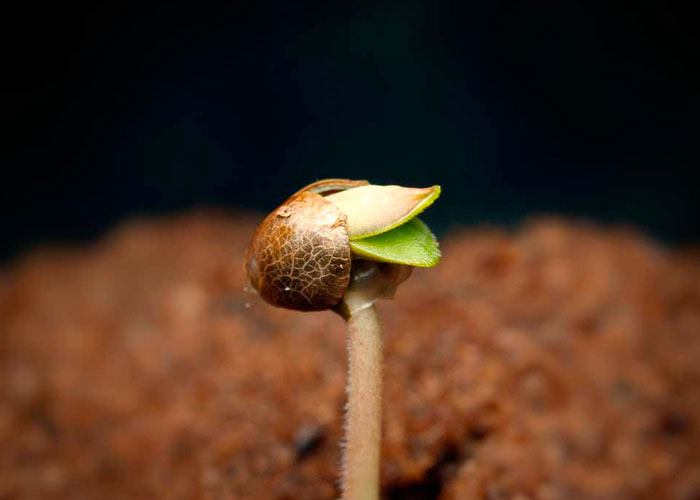 ¿Cómo plantar correctamente semillas de cannabis en interior?