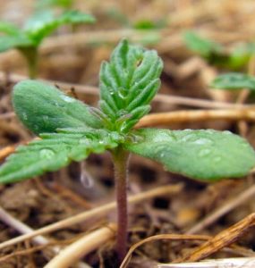 Cultivo de cannabis: semillas vs. Clones