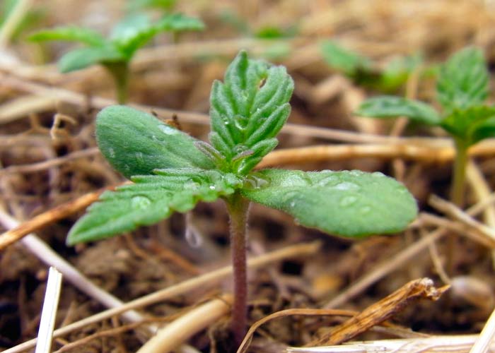 Cultivo de cannabis: semillas vs. Clones