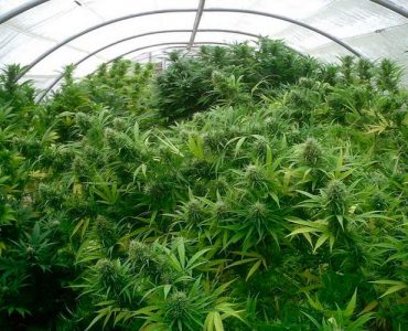Cultivo de cannabis – el período de crecimiento o la vegetación