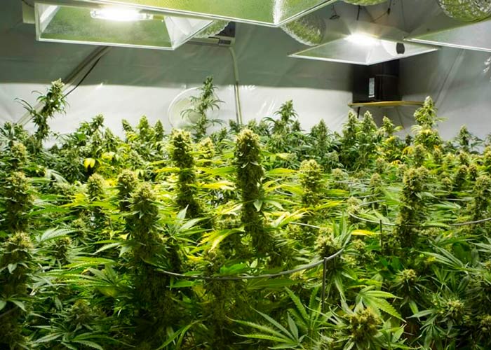Creación del espacio para el cultivo de cannabis